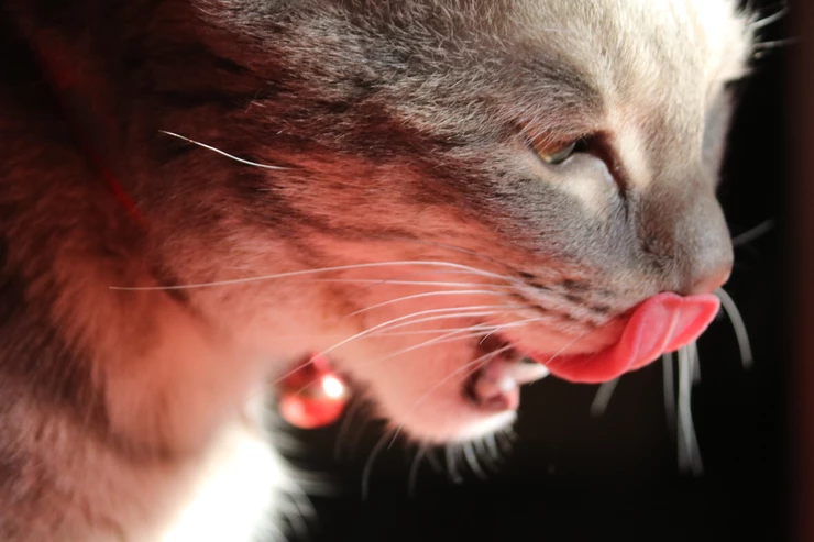 Pet Stress Free Life