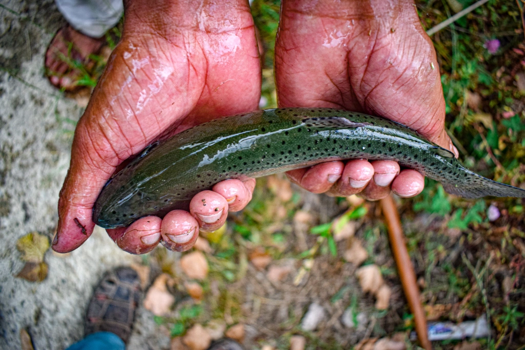 Kashmir; second home to trout